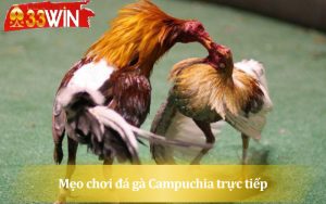 Hướng dẫn kê thủ cách  tham gia đá gà campuchia